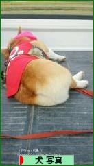 にほんブログ村 犬ブログ 犬 写真へ
