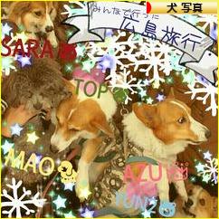 にほんブログ村 犬ブログ 犬 写真へ