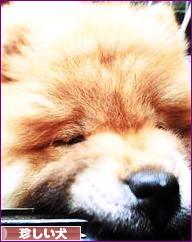 にほんブログ村 犬ブログ その他珍しい犬へ