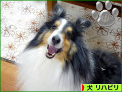にほんブログ村 犬ブログ 犬 リハビリへ
