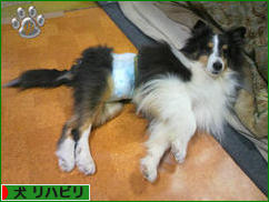 にほんブログ村 犬ブログ 犬 リハビリへ