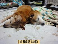 にほんブログ村 犬ブログ 犬 闘病記（永眠）へ