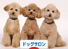 にほんブログ村 犬ブログ ドッグサロンへ