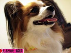 にほんブログ村 犬ブログ 犬 お出かけ・お散歩へ