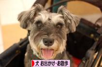にほんブログ村 犬ブログ 犬 お出かけ・お散歩へ