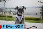 にほんブログ村 犬ブログ 犬 お出かけ・お散歩へ