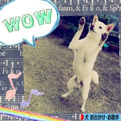 にほんブログ村 犬ブログ 犬 お出かけ・お散歩へ