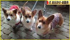 にほんブログ村 犬ブログ 犬 お出かけ・お散歩へ