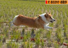 にほんブログ村 犬ブログ 犬 お出かけ・お散歩へ