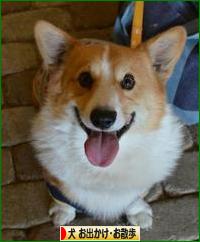 にほんブログ村 犬ブログ 犬 お出かけ・お散歩へ