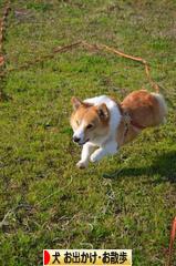 にほんブログ村 犬ブログ 犬 お出かけ・お散歩へ