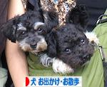 にほんブログ村 犬ブログ 犬 お出かけ・お散歩へ