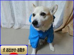 にほんブログ村 犬ブログ 犬 お出かけ・お散歩へ