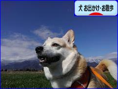 にほんブログ村 犬ブログ 犬 お出かけ・お散歩へ