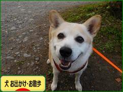にほんブログ村 犬ブログ 犬 お出かけ・お散歩へ
