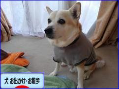 にほんブログ村 犬ブログ 犬 お出かけ・お散歩へ