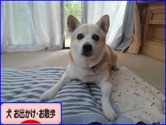 にほんブログ村 犬ブログ 犬 お出かけ・お散歩へ