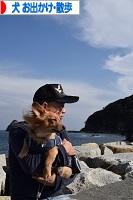 にほんブログ村 犬ブログ 犬 お出かけ・お散歩へ