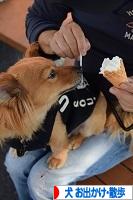 にほんブログ村 犬ブログ 犬 お出かけ・お散歩へ