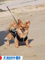 にほんブログ村 犬ブログ 犬 お出かけ・お散歩へ