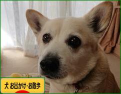 にほんブログ村 犬ブログ 犬 お出かけ・お散歩へ
