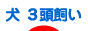 犬 3頭飼い - 犬ブログ村