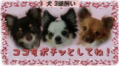にほんブログ村 犬ブログ 犬 ３頭飼いへ