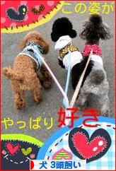 にほんブログ村 犬ブログ 犬 ３頭飼いへ