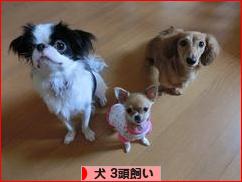 にほんブログ村 犬ブログ 犬 ３頭飼いへ