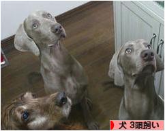 にほんブログ村 犬ブログ 犬 ３頭飼いへ