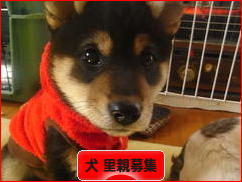 にほんブログ村 犬ブログ 犬 里親募集へ