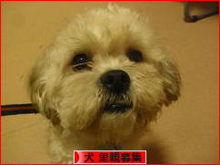 にほんブログ村 犬ブログ 犬 里親募集へ