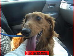 にほんブログ村 犬ブログ 犬 里親募集へ