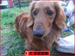 にほんブログ村 犬ブログ 犬 里親募集へ