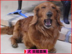 にほんブログ村 犬ブログ 犬 里親募集へ