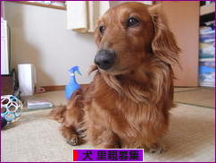 にほんブログ村 犬ブログ 犬 里親募集へ