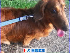 にほんブログ村 犬ブログ 犬 里親募集へ