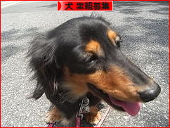 にほんブログ村 犬ブログ 犬 里親募集へ