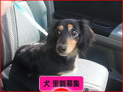にほんブログ村 犬ブログ 犬 里親募集へ