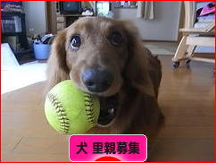 にほんブログ村 犬ブログ 犬 里親募集へ
