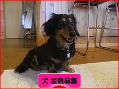 にほんブログ村 犬ブログ 犬 里親募集へ