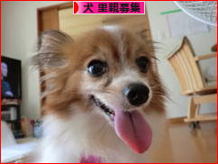 にほんブログ村 犬ブログ 犬 里親募集へ