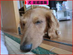 にほんブログ村 犬ブログ 犬 里親募集へ