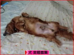 にほんブログ村 犬ブログ 犬 里親募集へ