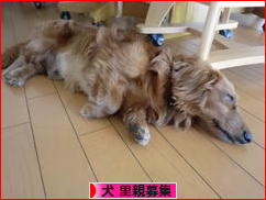 にほんブログ村 犬ブログ 犬 里親募集へ