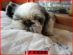 にほんブログ村 犬ブログ 犬 里親募集へ