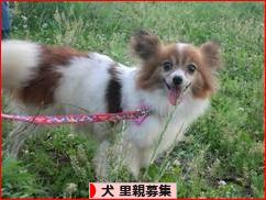 にほんブログ村 犬ブログ 犬 里親募集へ