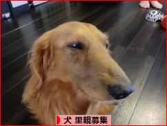 にほんブログ村 犬ブログ 犬 里親募集へ