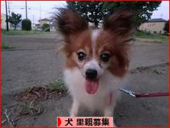 にほんブログ村 犬ブログ 犬 里親募集へ