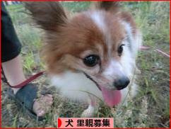 にほんブログ村 犬ブログ 犬 里親募集へ